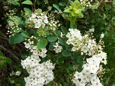 tavolník van Houteův